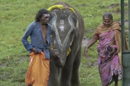 The elephant whisperers : ஆஸ்கரை தட்டிச் சென்ற ரகுவின் கதை